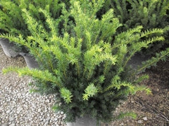 Dense Spreading Yew ~ Taxus x media 'Densiformis' G3