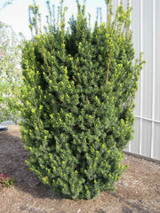 Hicks Yew ~ Taxus x media 'Hicksii' G3