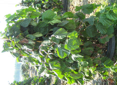 Harry Lauder's Walking Stick ~ Corylus avellana 'Contorta' G3