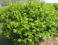 Dwarf Burning Bush ~ Euonymus alatus 'Compactus' G3