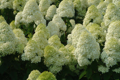 Limelight Panicle Hydrangea ~ Hydrangea paniculata 'Zwijnenburg' G1