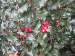 Blue Princess Holly ~ Ilex x meserveae 'Blue Princess' G3