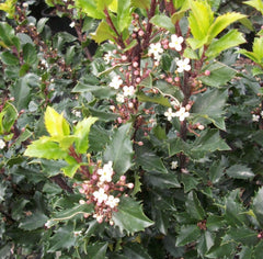 Blue Prince Holly ~ Ilex x meserveae 'Blue Prince' G3