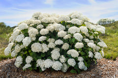 FlowerFull® Smooth Hydrangea ~ Hydrangea arborescens 'BAIful' G3