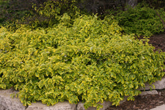 Gold Splash® Wintercreeper ~ Euonymus fortunei 'Roemertwo' G2