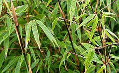 Rufa Clumping Bamboo ~ Fargesia rufa G1