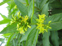 Butterfly Dwarf Bush Honeysuckle ~ Diervilla sessilifolia 'Butterfly' G3