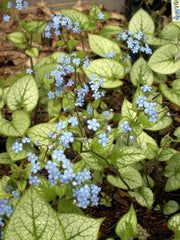 Jack Frost Siberian Bugloss ~ Brunnera macrophylla 'Jack Frost' 19CM