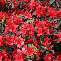 Girard Hot Shot Azalea ~ Rhododendron x 'Girard Hot Shot' 19CM