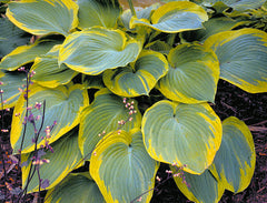 Earth Angel Plantain Lily ~ Hosta 'Earth Angel' 19CM