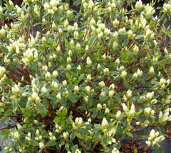 Cascade Azalea ~ Rhododendron x 'Cascade' 19CM