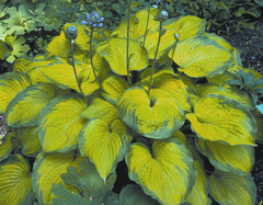 Old Glory Plantain Lily ~ Hosta 'Old Glory' 19CM