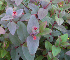 Albury Purple St. Johns Wort ~ Hypericum androsaemum 'Albury Purple' G2