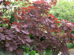 Royal Purple Smoke Tree ~ Cotinus coggygria 'Royal Purple' G3