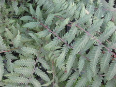 Burgundy Lace Painted Fern ~ Athyrium niponicum 'Burgundy Lace' 19CM