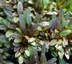 Chocolate Chip Ajuga ~ Ajuga reptans 'Chocolate Chip' G1