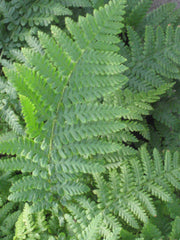 Ostrich Fern ~ Matteuccia struthiopteris 19CM