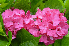 Color Fantasy® Hydrangea ~ Hydrangea macrophylla 'Color Fantasy' 19CM