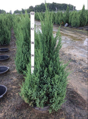 Blue Point Juniper ~ Juniperus chinensis 'Blue Point' G3