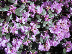 Landmark Rhododendron ~ Rhododendron x 'Landmark' G3