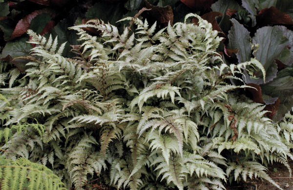 Japanese Painted Fern ~ Athyrium niponicum 'Pictum' 19CM