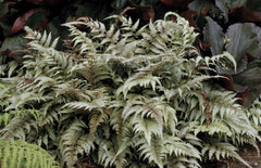 Japanese Painted Fern ~ Athyrium niponicum 'Pictum' 19CM