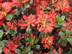 Stewartsonian Azalea ~ Rhododendron 'Stewartstonian' 19CM