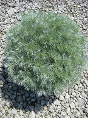 Silver Mound Artemisia ~ Artemisia schmidtiana 'Silver Mound' 19CM