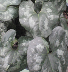 Chinese Wild Ginger ~ Asarum spendens 19CM PTW