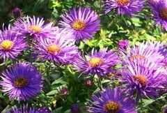 Purple Dome New England Aster ~ Symphyotrichum novae-angliae 'Purple Dome' 19CM