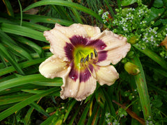 Custard Candy Daylily ~ Hemerocallis Custard Candy 19CM