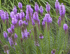 Gayfeather ~ Liatris spicata G1