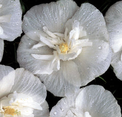 White Chiffon® Rose of Sharon ~ Hibiscus syriacus 'Notwoodtwo'  G3 TREE