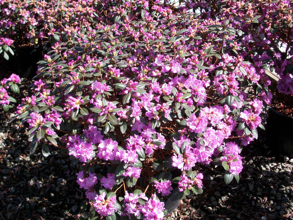 P.J.M. Elite Rhododendron ~ Rhododendron 'P.J.M. Elite' G3