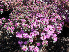 P.J.M. Elite Rhododendron ~ Rhododendron 'P.J.M. Elite' G3