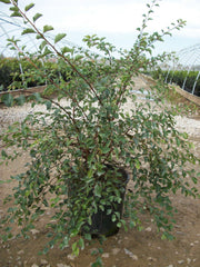 Renaissance Spirea ~ Spiraea x vanhouttei 'Renaissance' G3