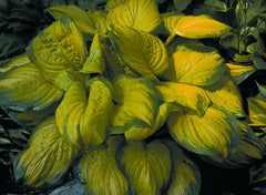 Stained Glass Plantain Lily ~ Hosta 'Stained Glass' 19CM
