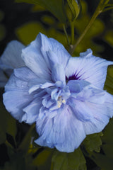 Blue Chiffon® Rose of Sharon ~ Hibiscus syriacus 'Notwoodthree'  G3 TREE