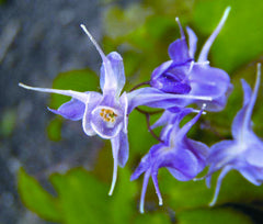 Lilafee Barrenwort ~ Epimedium grandiflorum ‘Lilafee’ 19CM