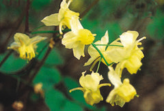 Sulphureum Barrenwort ~ Epimedium x versicolor 'Sulphureum' 19CM