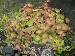 Frohnleiten Barrenwort ~ Epimedium × perralchicum 'Frohnleiten' 19CM