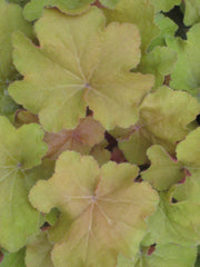 Caramel Coral Bells ~ Heuchera x 'Caramel' 19CM