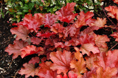 Peach Flambe Coral Bells ~ Heuchera 'Peach Flambe' 19CM