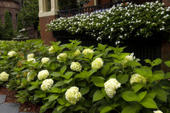 Blushing Bride Reblooming Hydrangea ~ Hydrangea macrophylla 'Blushing Bride' G2