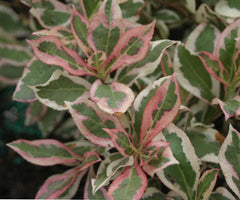 My Monet® Weigela ~ Weigela florida 'Verweig' G1