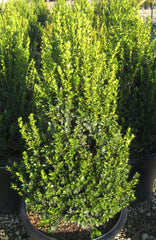 Cranberry Creek Boxwood ~ Buxus x 'Cranberry Creek' G3