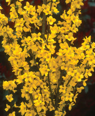 Show Off® Forsythia ~ Forsythia x intermedia  'Mindor' G3