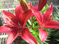 Lily Looks™ Tiny Ghost Lily ~ Lilium asiatic 'Tiny Ghost' 19CM