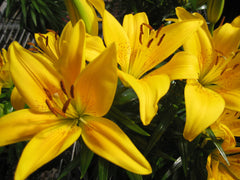 Lily Looks™ Tiny Bee Asiatic Lily ~ Lilium asiatic 'Tiny Bee' 19CM