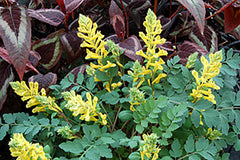 Canary Feathers False Bleeding Heart ~ Corydalis 'Canary Feathers' 19CM